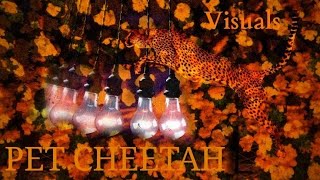 Twenty one Pilots - Pet Cheetah (Versión Regional at Blurry Icy - Blurryface/Trench) [🌻Visual🌻]