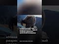 Бурый медведь удивился, заметив фотоловушку