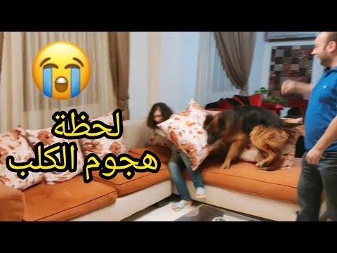 20 من الجراء في أول يوم عمل من شأنه أن يجعل يومك الحيوانات الأليفة 2020