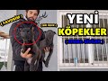 YENİ KÖPEKLERİM - 2 TANE YAVRU KÖPEĞİM !