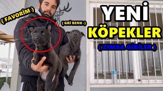 YENİ KÖPEKLERİM  2 TANE YAVRU KÖPEĞİM !