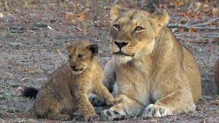 SafariLIVE Cute & Adorable Styx Lion Cubs  PM 08/01/16