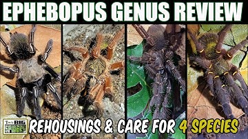 Skeleton Tarantulas!  Ephobopus Genus Care ft. 4 Species