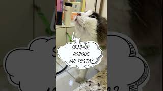 Aprenda a dar banho em Gato!