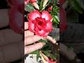 Rosa do deserto #jardim #horto #plantaslindas #plantasdecasa #plantasdecorativas #plantasdesol #plan