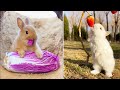 CUTEST BABY ANIMALS - Funny and cute moments of animal loving family
