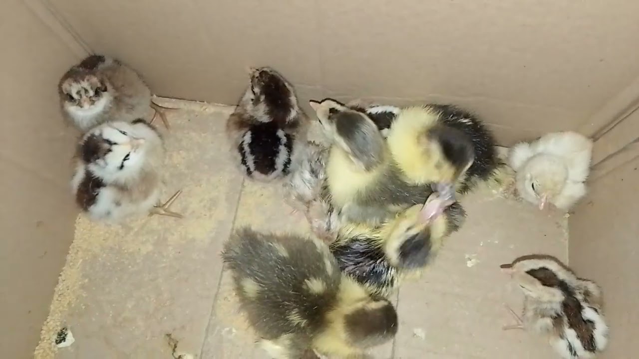 Update sa Easter egger manga boss at sa manga manok at sa healthy na manga sisiw 