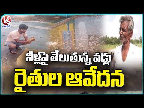 Paddy Grains Washed Away Due To Heavy Rains, Farmers In Concern | Medak | V6 News - V6NEWSTELUGU
