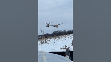 Watch your feet! #hunting #duckhunting #waterfowl #goosehunting #dhw