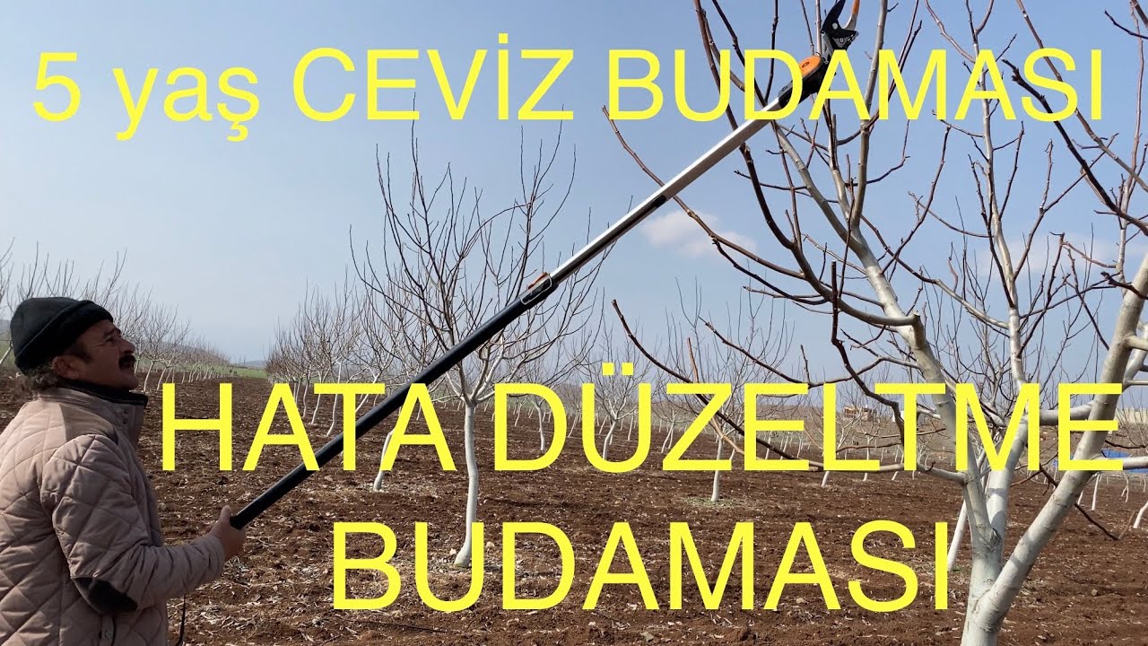 5 yaş CEVİZ BUDAMASI (HATA DÜZELTME BUDAMASI) Ceviz Adam Ahmet