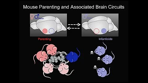 Early Life Stress on Brain and Behavior; The Parental Brain; The Amazing Teen Brain
