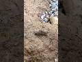 Crazy Black Caterpillar Moment 🐛🔥 #trending