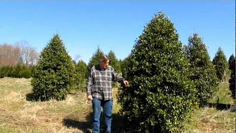 American Green Leaf Holly.wmv