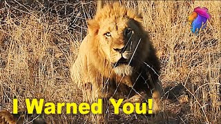 Angry Lion Charge Tourists in Kruger National Park | Kruger Park Sightings