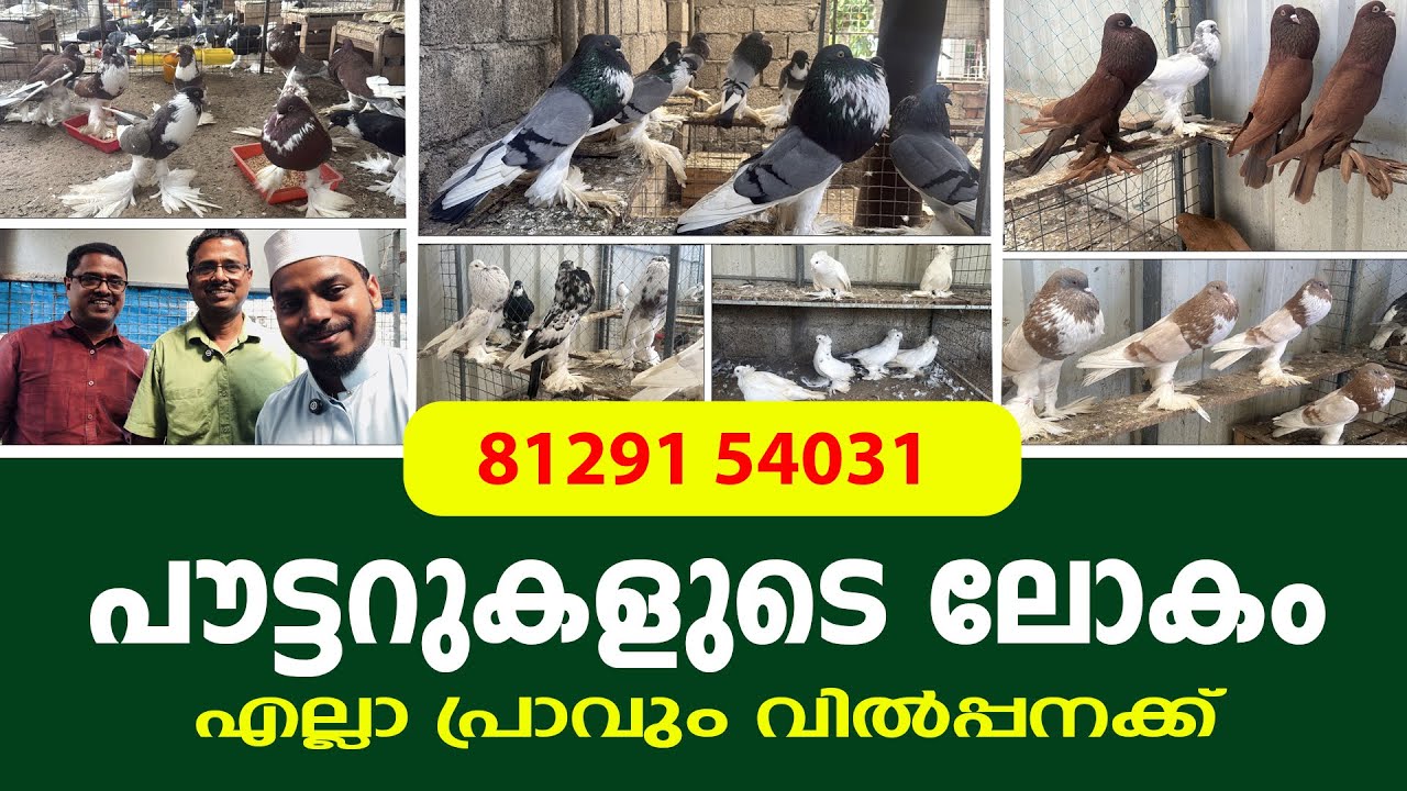 പൗട്ടറുകളുടെ ലോകം || എല്ലാ പ്രാവും വിൽപ്പനക്ക്