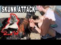 A SKUNK ATTACKED OUR DOG! HOUSE DISASTER