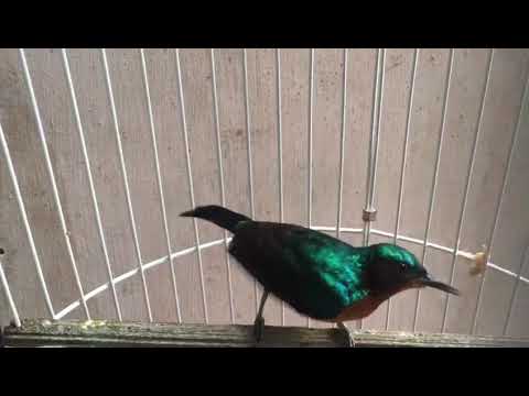 colibri wulung bos gacor corr