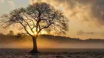 سورة الصافات سبحان من رزقه هذا الصوت 💚💚