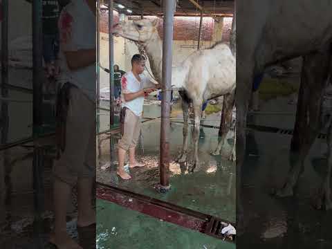 جمل وجزار    المصحف  الرحمن المصحف الرحمن 
