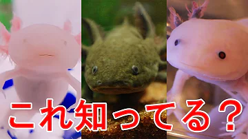 ウーパールーパ飼い方 Mp3 ウーパールーパ飼い方 Mp3