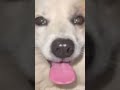 Rescuing a dog with two colored eyes