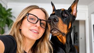 This 88lb Doberman REFUSES to Leave Her Side and What He Did One Night SHOCKED Everyone