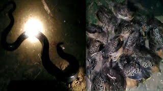 Ketemu cobra jawa hasil buru melimpah...