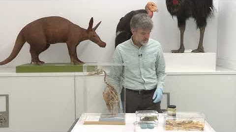 Intro to the Yale Peabody Museum Ornithology Collection - Introducción a la colección de ornitología