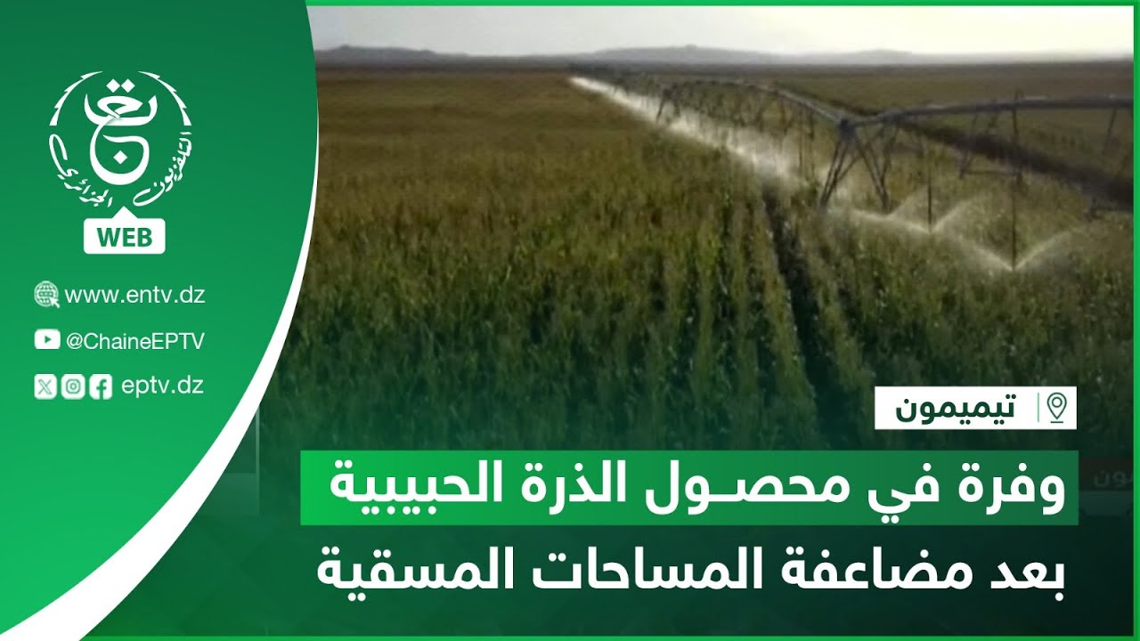 تيميمون - فلاحة - وفرة في محصول الذرة الحبيبية بعد مضاعفة المساحات المسقية