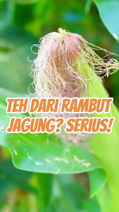 Download lagu Teh dari Rambut Jagung? Serius!