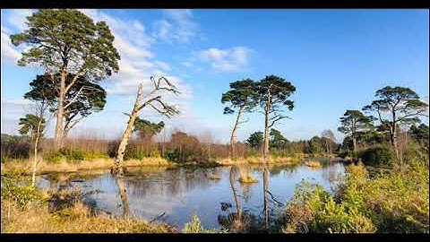 Ringwood 3 (modular synth) [Mutable Instruments Rings, Clouds; Qu-Bit Chance]