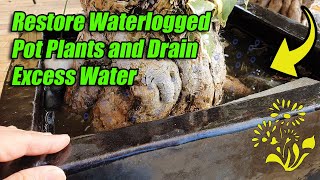 How to Restore Waterlogged Pot Plants and Drain Excess Water That Is Flooded