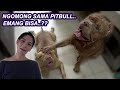 NGOMONG SAMA ANJING PITBULL - LUCU BANGET !!