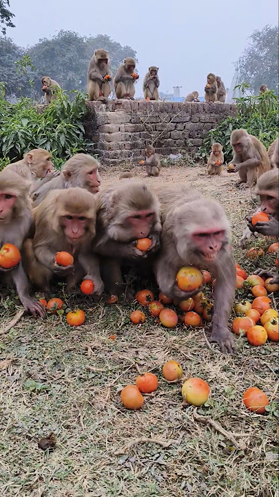 Download lagu Aha tamatar bade majedar 🍅🐒 trending song #bandar #monkeyvideo #monkey 0843