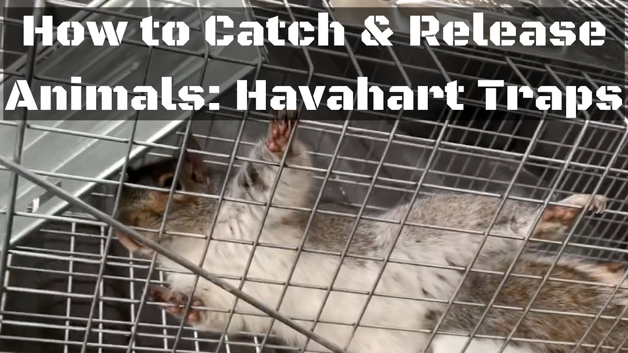 How to Release an Animal from a Live Trap