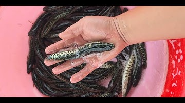 @calocvn 🔴 Giống Cá Chuối Hoa 12-15k/con #cágiống #cáchuốihoa #ThủySảnWork @giathuysan @cadacsan