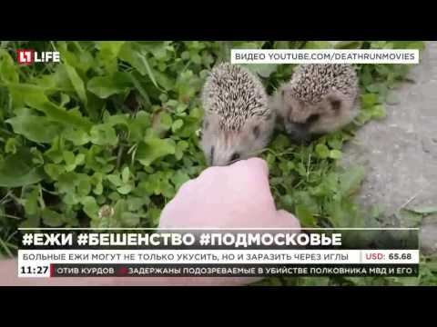 Бешеные ежи