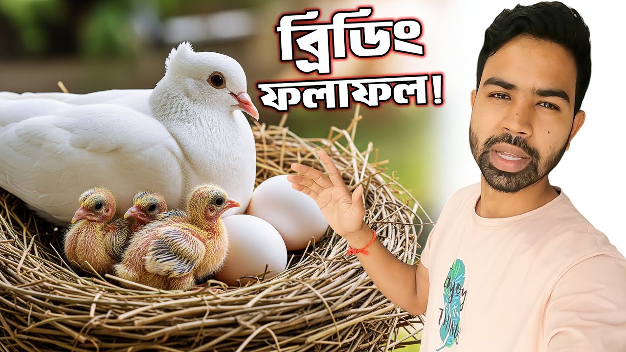 ৩য় বার ব্রিডিং করানোর অভিজ্ঞতা! জোড়া, ডিম ও বাচ্চা 🐣