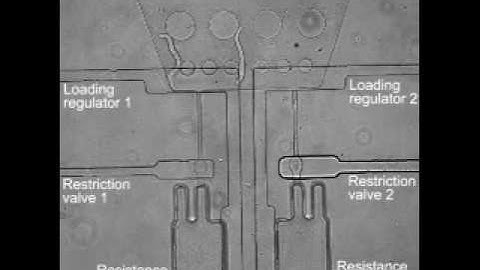 Automated high-throughput cell microsurgery on-chip