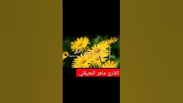 تلاوة رائعة تقشعر لها الابدان ماشاء الله 💚❤🕋