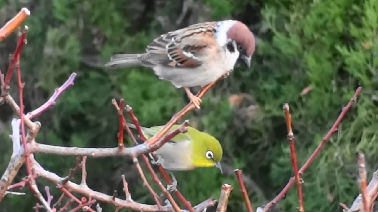 すずめ ときどきメジロ スズメはかわいい Japanese Sparrows Youtube