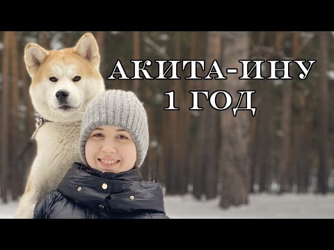 Акита-ину 1 год Выпуск 6. Ожидание и реальность. #акита #akita