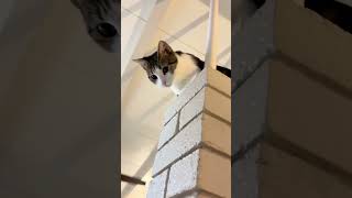 Vindaloo #cat #cathumor #shorts #catlady #catshorts #cutecat #kitty #funny #pets #mycat #catblogger