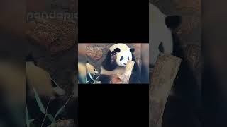 Thumbnail for I'm Spilling the Beans! Motion Capture Actress Moonlights at the Zoo！#motioncapture #mocap