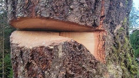 Dutchman/Sizwheel combo Explanation