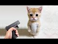 Funny cats and dogs   funny animals 17