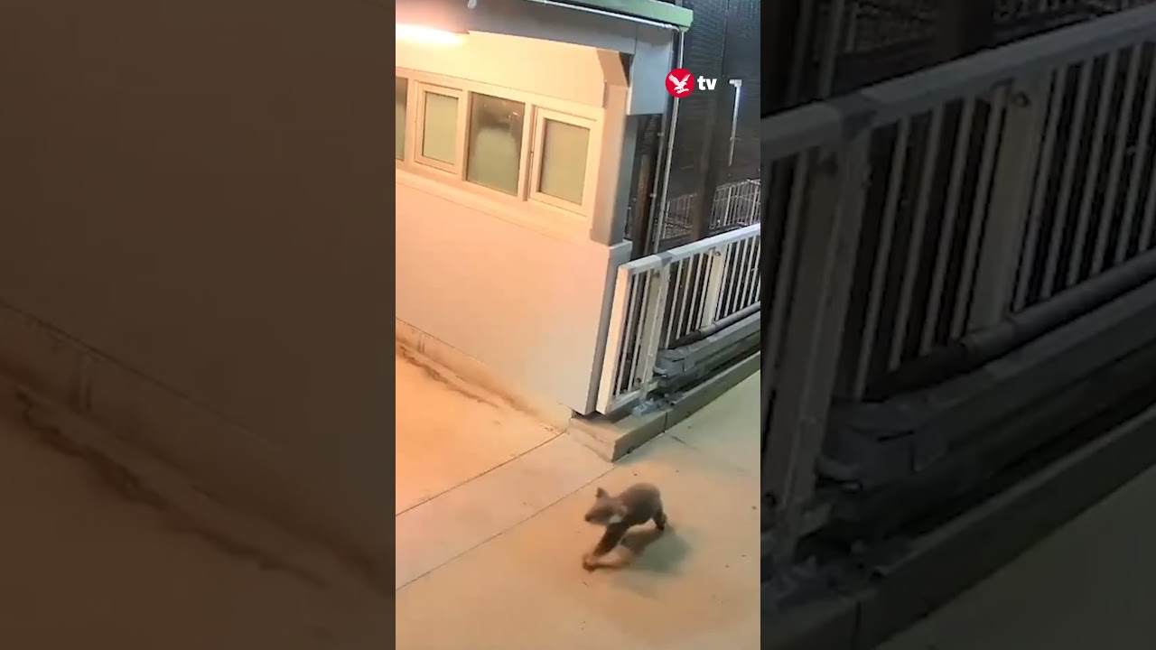 Koala casually walks across train station 