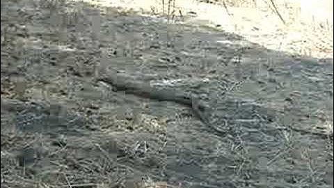 Mating (Gopher Snake #11)