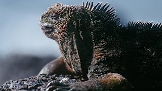 Hệ Sinh Thái Độc Đáo Ở Quần Đảo Galápagos Hệ Sinh Thái Độc Đáo Ở Quần Đảo Galápagos
