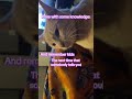Rose with some words of wisdom #twitchstreamer #cat #catlover #catlife